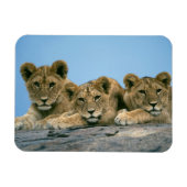 Lion Cubs Magnet (Horizontal)