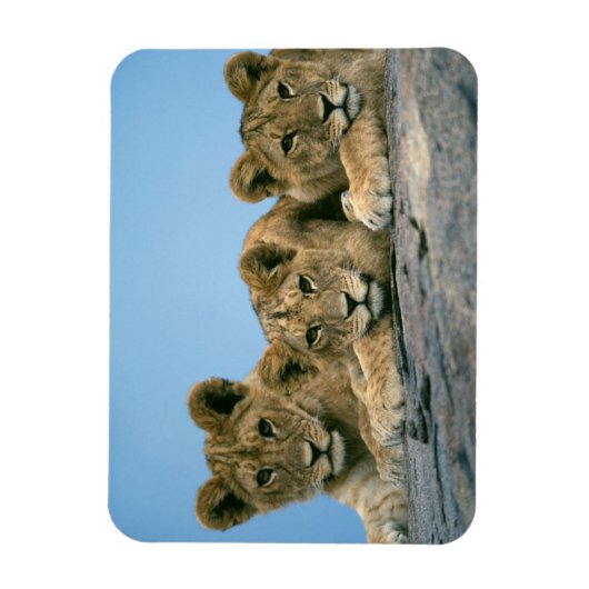 Lion Cubs Magnet (Vertikal)