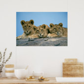 Lion Cubs Poster (Küche)