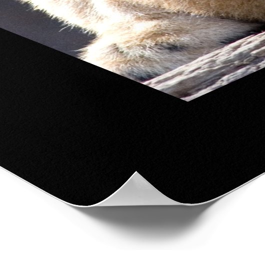 Lion Cubs Poster (Ecke)