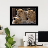 Lion Cubs Poster (Heimbüro)