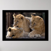 Lion Cubs Poster (Vorne)