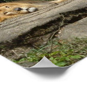 Lion Design Poster (Ecke)