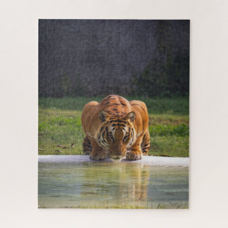 Lion Drink Water Big Cat Wildlife Puzzle