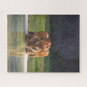 Lion Drink Water Big Cat Wildlife Puzzle (Horizontal)