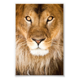 Lion Face Closeup Fotodruck