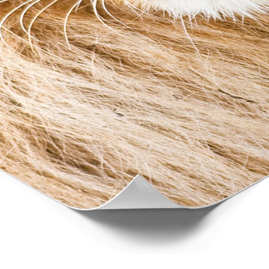 Lion Face Closeup Poster (Ecke)