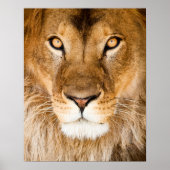 Lion Face Closeup Poster (Vorne)