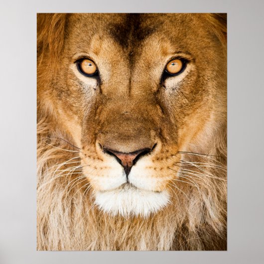 Lion Face Closeup Poster (Vorne)