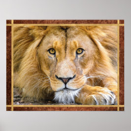 Lion Face Foto Poster