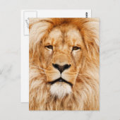 Lion Face Fotograf Postkarte (Vorne/Hinten)