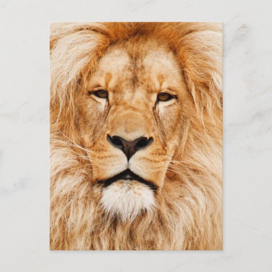 Lion Face Fotograf Postkarte (Vorderseite)