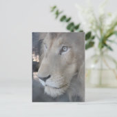 Lion Face Postcard Postkarte (Stehend Vorderseite)