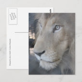 Lion Face Postcard Postkarte (Vorne/Hinten)