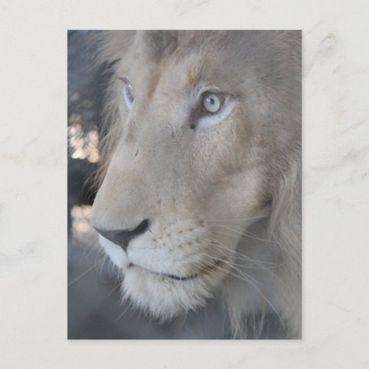 Lion Face Postcard Postkarte (Vorderseite)