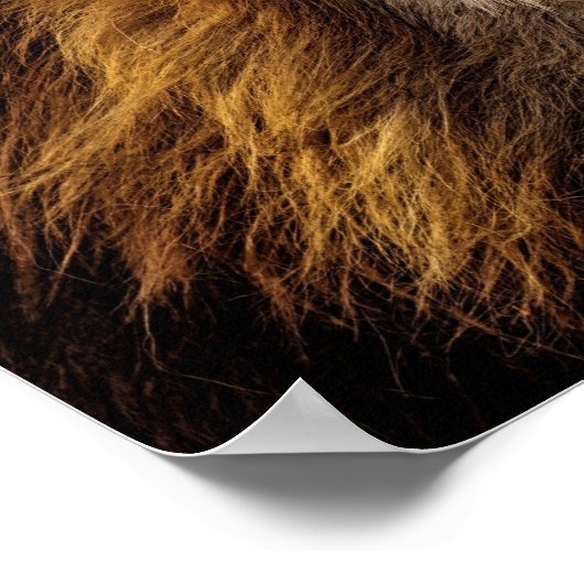 Lion Face Poster (Ecke)