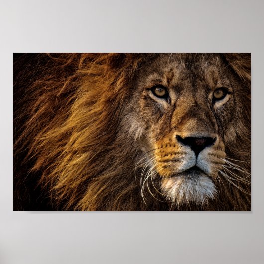Lion Face Poster (Vorne)