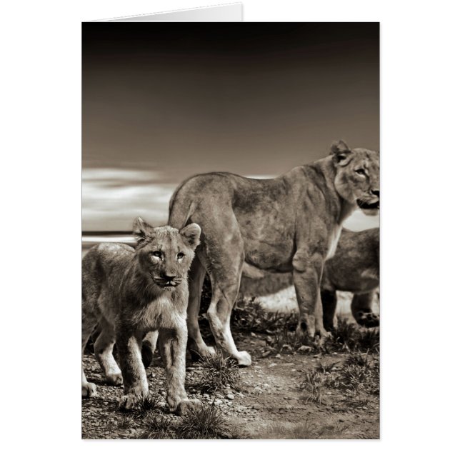 Lion Family (Vorne)