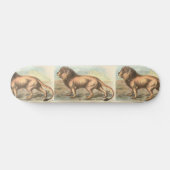 Lion, Felis leo Skateboard (Horizontal)