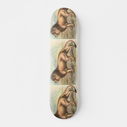 Lion, Felis leo Skateboard (Vorne)