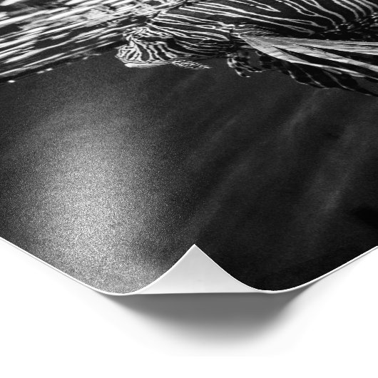 Lion Fish Fotodruck (Ecke)