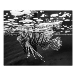 Lion Fish Fotodruck