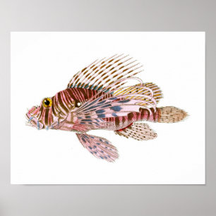 Lion Fish Print no 8 Beach House Decor Art Poster