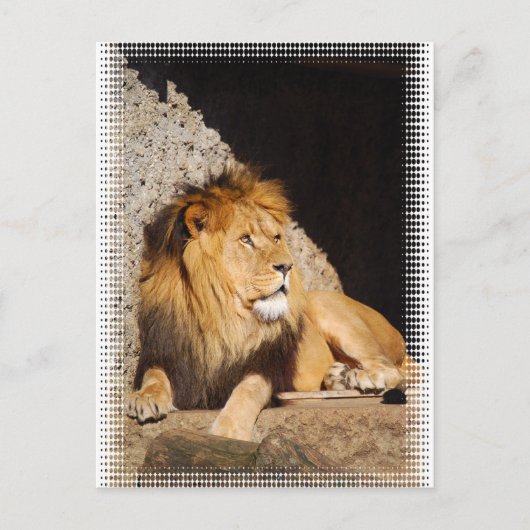 Lion Foto Postcard Postkarte (Vorderseite)