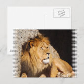 Lion Foto Postcard Postkarte (Vorne/Hinten)