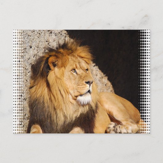 Lion Foto Postcard Postkarte (Vorderseite)