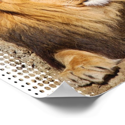 Lion Foto Print Poster (Ecke)
