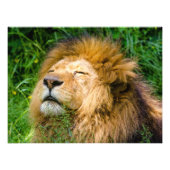 Lion Fotodruck (Vorne)