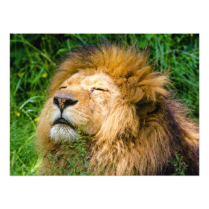 Lion Fotodruck