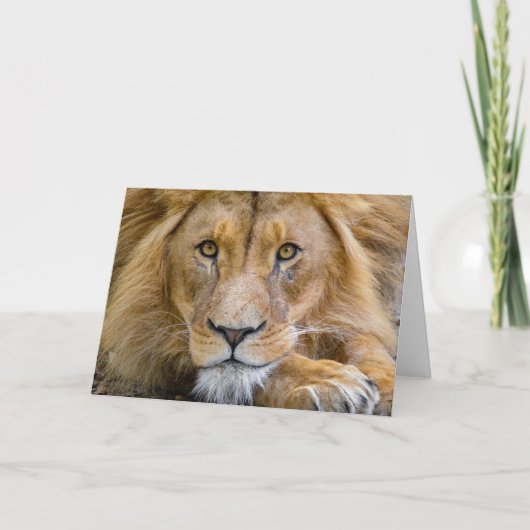 LION FOTOGRAFIE BIRTHDAY GREETING CARD KARTE (Vorderseite)