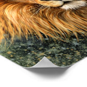 Lion Fotografie Malgrafiebild Poster (Ecke)