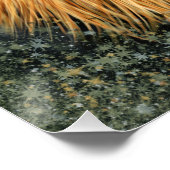 Lion Fotografie Malgrafiebild Poster (Ecke)