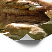 LION FOTOGRAFIE POSTER (Ecke)
