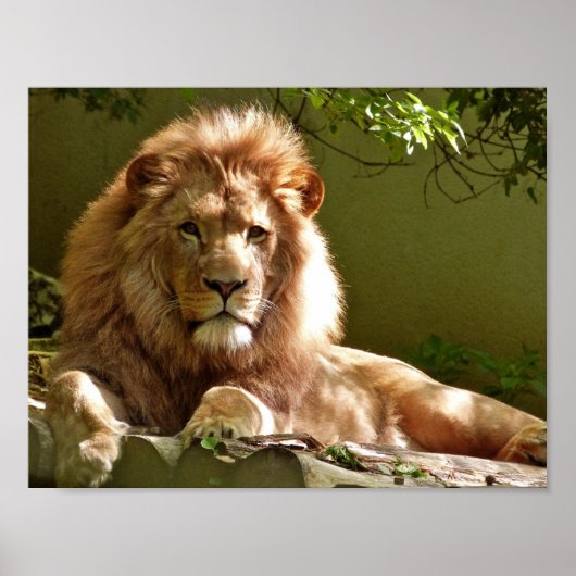 LION FOTOGRAFIE POSTER (Vorne)