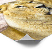 LION-FOTOGRAFIE-POSTER POSTER (Ecke)