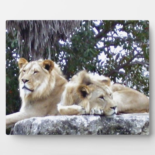 Lion Friends Fotoplatte (Vorderseite)