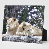 Lion Friends Fotoplatte (Seite)