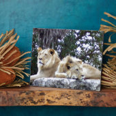 Lion Friends Fotoplatte (Seite)