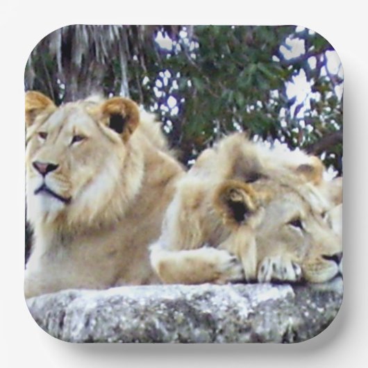 Lion Friends Paper Tellers Pappteller (Vorderseite)