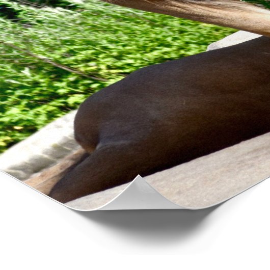 Lion-Furzen Poster (Ecke)