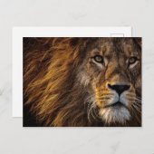 Lion-Gesicht Nah-up-Foto Postkarte (Vorne/Hinten)