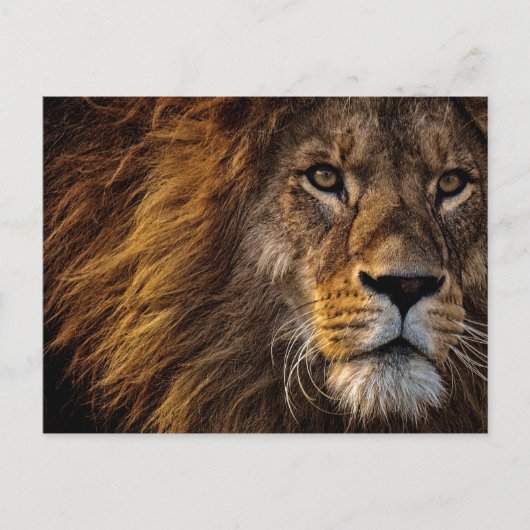 Lion-Gesicht Nah-up-Foto Postkarte (Vorderseite)