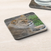 Lion Getränkeuntersetzer (Linke Seite)