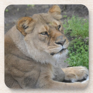 Lion Getränkeuntersetzer