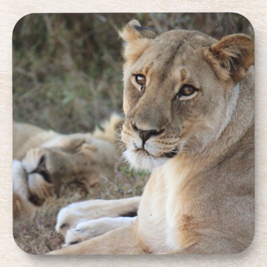 Lion Getränkeuntersetzer (Vorderseite)