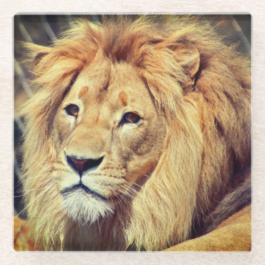 Lion Glasuntersetzer (Vorderseite)